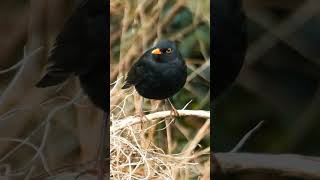 The Blackbirds Melodious Springtime Song  Bird Sounds shorts [upl. by Poland]