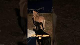 LabradorShepherd Howling Lesson puppy dog dogrescueshelter howling gsd labrador [upl. by Lehcim]