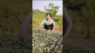 Watermelon farming techniques from farmers shorts ytshorts farming [upl. by Ardnu]