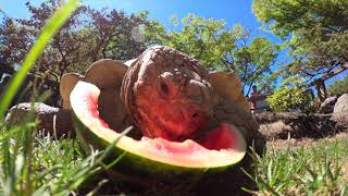 Giant Tortoise Goes On A Watermelon Hunt [upl. by Sverre539]