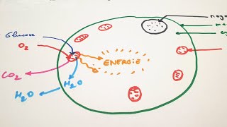 Mise en évidence des échanges gazeux respiratoires  1AC [upl. by Devaney]