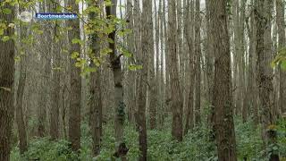 Rob tv  Natuurpunt Boortmeerbeek koopt Goorbos aan [upl. by Adnuahs]