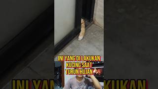 KUCING INI INGIN KELUAR RUMAH SAAT TURUN HIJAN kisahnyata fakta [upl. by Eleumas]