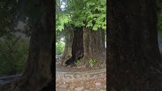 Arbre vieux de 900 ans ville de Telavi Géorgie [upl. by Gardell]