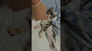 子猫のジェル、お昼寝タイムがかわいすぎる子猫猫保護猫かわいいかわいいねこお昼寝昼寝保護猫活動長崎五島五島列島福江島五島列島で保護猫活動猫のいる暮らしcatkitty [upl. by Inger935]