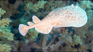 DANGEROUS Electric Ray – Numb Fish – LEOPARD TORPEDO Ray – 4K UHD – Sony A7S III –by Khurram Pervaiz [upl. by Adas14]