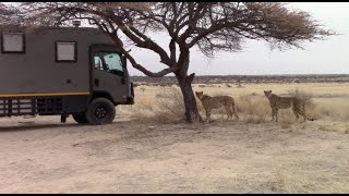 Cheetahs Walk Through Campsite in Kgalagadi [upl. by Gassman]