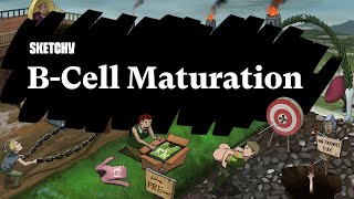 What is BCell Maturation Part 1  Sketchy Medical  USMLE Step 1 [upl. by Josh213]