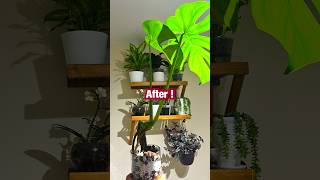 Monstera care experiment With Leca and Perlite shorts plants [upl. by Inverson804]