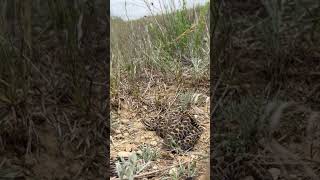 Stunning Massasauga Rattlesnake michigan snake herping rattlesnake [upl. by Perle]