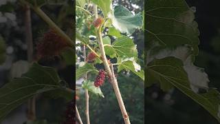 Mulberry fruit in our garden mulberry terracegarden [upl. by Comethuauc]