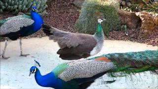 Peahen Displays for Peacocks [upl. by Miyasawa]