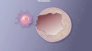 Follicle development [upl. by Almund]