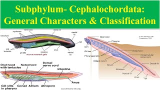 Cephalochordata  General Characters of cephalochordata  Classification of Cephalochordata [upl. by Manny]