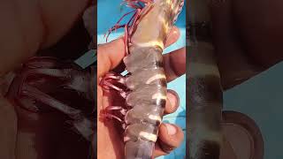 Tiger Prawns 🦐 prawns telugushorts fish prawnsfood amarboat thisisamar [upl. by Anawaj]