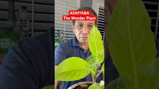 ASHITABAThe Wonder Plant superfood improvementalhealth food viralvideo [upl. by Nuyh]