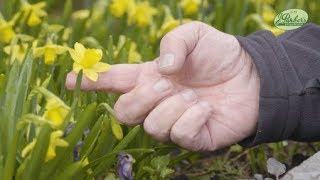 How to Plant Narcissi TeteaTete Spring Garden Guide [upl. by Takashi497]