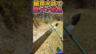 【渓流ミノー】細用水路で腹パン岩魚捕獲！！ [upl. by Borlow948]