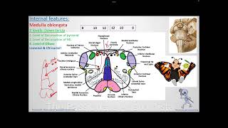 Neuroanatomy VD14  Medulla Oblongata part 3 Internal features 2 [upl. by Ridglea]