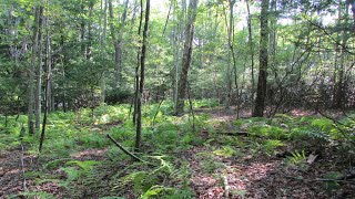 NYs Finest 5 Acres Hurleyville NY Sullivan County [upl. by Mignonne]