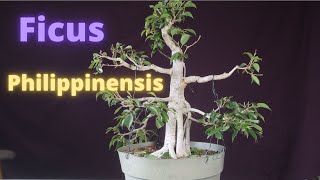 Ficus Philippinensis Bonsai Tree [upl. by Chubb]