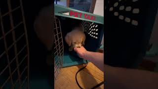 Teaching my 8 week old puppy to use the crate [upl. by Levina]