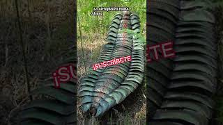 💎 LA ARTHROPLEURA El CIENPIES Gigante de la Prehistoria 🌎 [upl. by Ker]