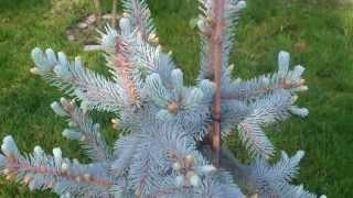 Picea pungens hoopsii [upl. by Kathrine]