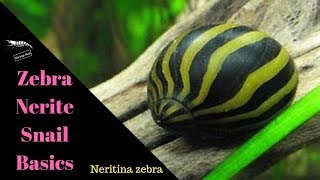 Nerite Snails  The Basics [upl. by Nesyrb]