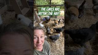 Hittin the Hay raisingchickens backyardchickens chickenlovers [upl. by Aihtnis702]