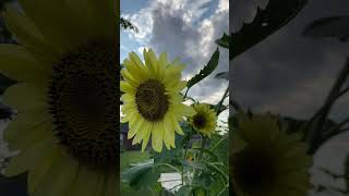 Bee And Lemon QueenSunflowers nature gardensounds bee [upl. by Nnylaehs]