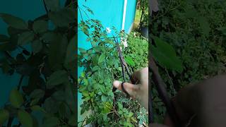 rose plant care tipsshortvideo gardening rosegarden ytshorts viralvideo [upl. by Andi]