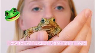 How To PROPERLY Care For A American Toad [upl. by Trudie853]