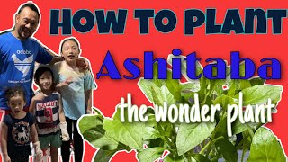 How to plant WONDER HERB  ASHITABA [upl. by Niamart379]