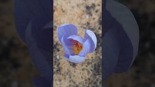 Crocus Speciosus 🌷 Fall Blooming Bulbous Plant [upl. by Nylla]