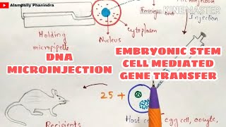 DNA microinjection  Embryonic stem cell mediated gene transfer  Gene transfer techniques [upl. by Nnyltiac155]