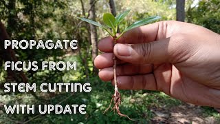 Propagate Green Island Ficus or Ficus Microcarpa from Cuttings with Update [upl. by Ramos103]