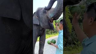 Elephant watermelon 😵 elephant animals trending viralvideo [upl. by Barclay332]