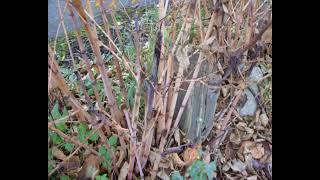 IVMs November Japanese Knotweed Identification Photos [upl. by Fania]