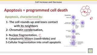 علم الحيوان Zoology  الوحدة 5  Apoptosis [upl. by Hax]