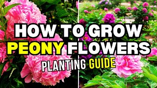 Master the Art of Growing and Caring for Peonies  Peony Info and Care [upl. by Tuckie]