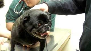 Over reacting pug to nail clipping [upl. by Annis]