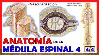 🥇 MÉDULA ESPINAL 44  Vascularización Anatomía ¡Explicación fácil [upl. by Barbaraanne]