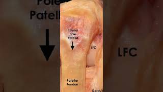 ANATOMÍA DE LA RODILLA TENDÓN ROTULIANO [upl. by Nealon]