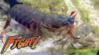 Giant Mantis Shrimp VS Big Crabs Nick SBF Mantis Shrimp [upl. by Eiramanel]