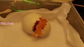 Hatching of Alexandrine parrot chick [upl. by Walsh22]