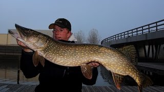 Doodazen op snoek met live aanbeten waterwolf beelden en een dikke metersnoek [upl. by Steffin119]