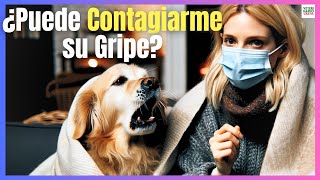 🔴 ¿LA GRIPE EN PERROS PUEDE CONTAGIARSE A HUMANOS 🔴 [upl. by Mori]