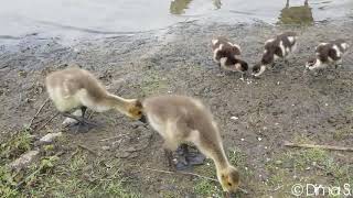 Kanadagans Küken uns Nilgans Küken [upl. by Roswell]