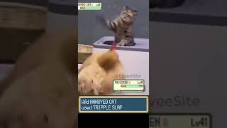 Pokemon Battle Chicken vs Cat shorts pokemon [upl. by Adnawyt]